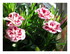 Mes fleurs !