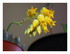Mes fleurs !