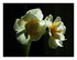Mes fleurs !