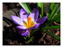Mes crocus