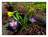 Mes crocus