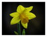 Narcisses
