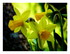 Narcisses