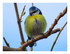 La mésange .