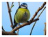 La mésange .