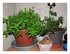 Mes tomates !