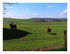 Les vaches Highland .