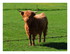 Les vaches Highland .