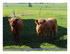 Les vaches Highland .