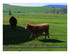 Les vaches Highland .