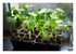 Mes plantations !