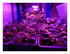 Mes plantations !