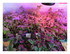 Mes plantations !
