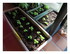 Mes plantations !