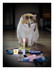 Laguigne 8 ans !