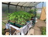 Mes semis de tomates.