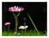 Le printemps !