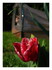 Le printemps !