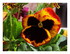 Mes fleurs ,la lune rousse ...
