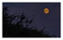 Mes fleurs ,la lune rousse ...