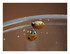Mon bébés coccinelles !
