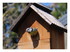 La mésange couve !