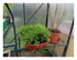 Dans mon jardin !