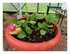 Dans mon jardin !