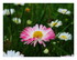Dans mon jardin !