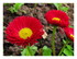 Dans mon jardin !
