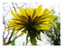 Fleurs...