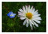 Fleurs...