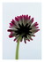 Fleurs...
