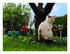 Dans mon jardin !