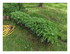 Dans mon jardin !