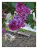 Le lilas ,muguet etc...