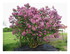 Le lilas ,muguet etc...