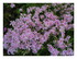 Le lilas ,muguet etc...