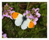 Les papillons.