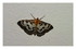 Les papillons.
