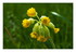 Les fleurs