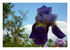 Les fleurs