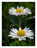 Les fleurs