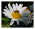 Dans mon jardin !