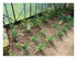 Dans mon jardin !