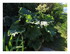Dans mon jardin !