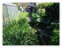 Dans mon jardin !