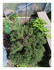 Dans mon jardin !