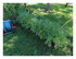 Dans mon jardin !
