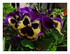 Mes fleurs.
